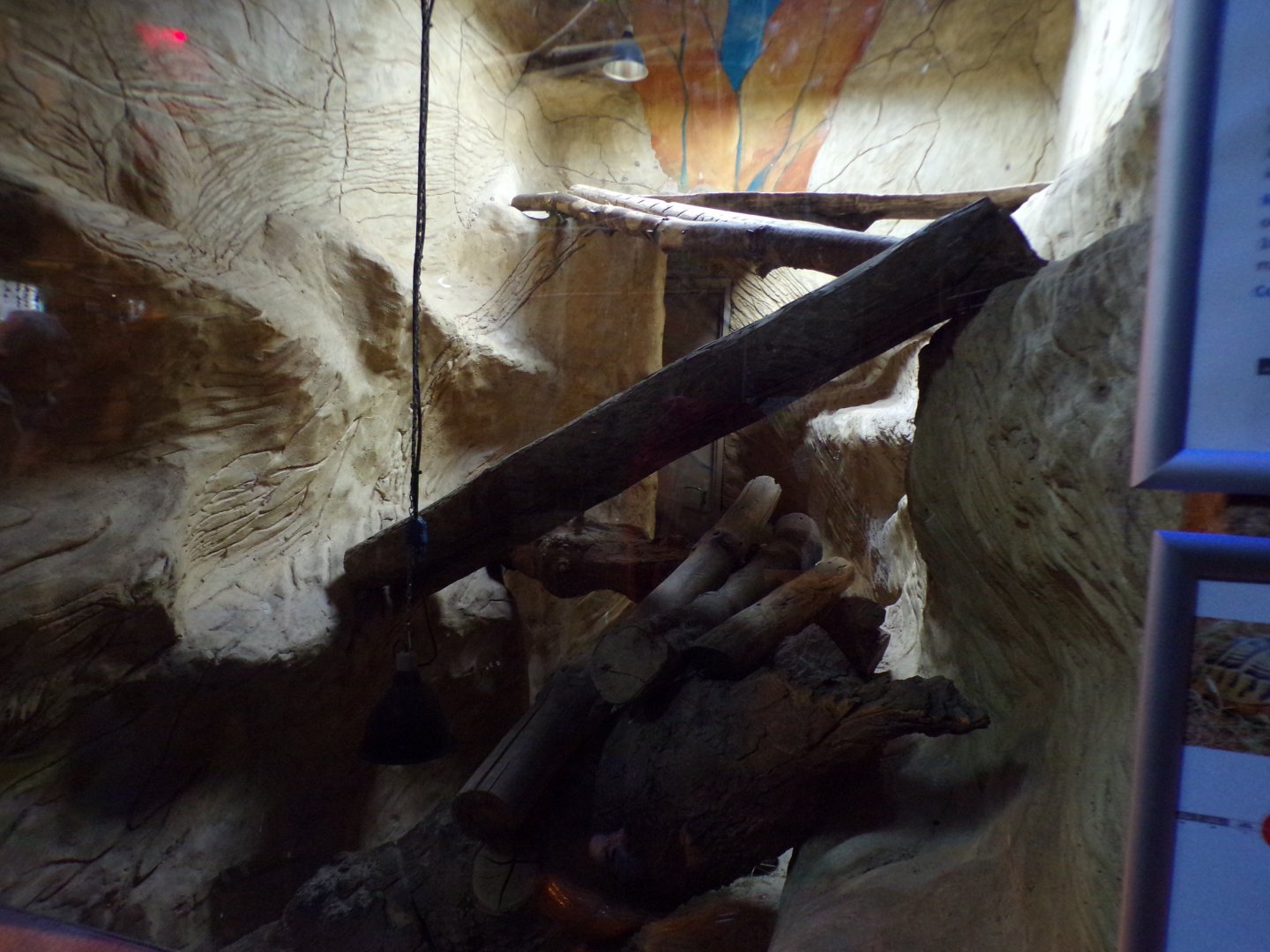 Rhinoceros iguana, Hermann’s tortoise and Horsfield tortoise enclosure 12.4.24