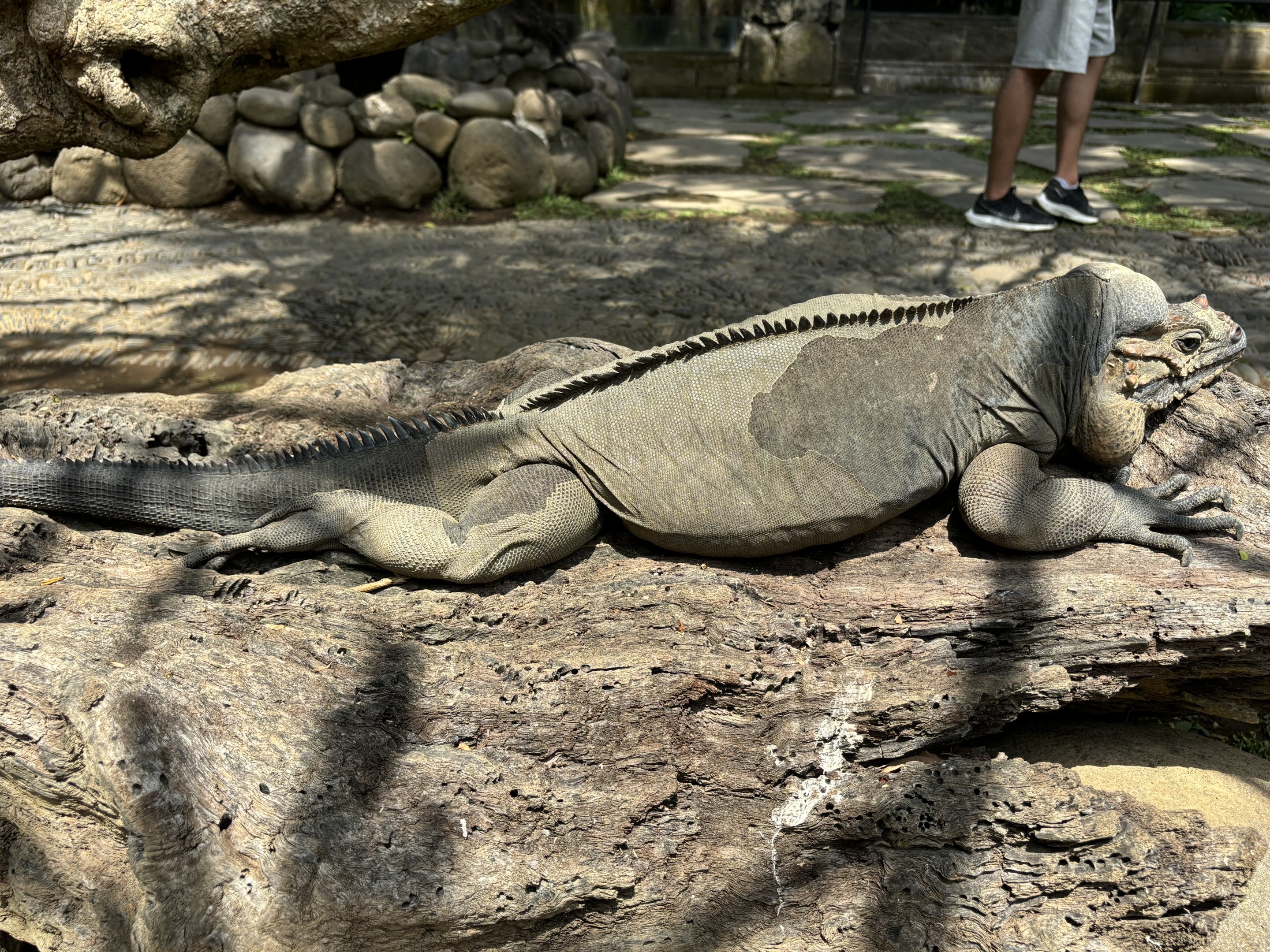 Rhinoceros Iguana (in free-roaming area)