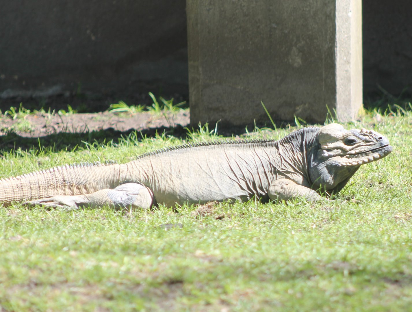 Rhinoceros iguana in outdoor-enclosure