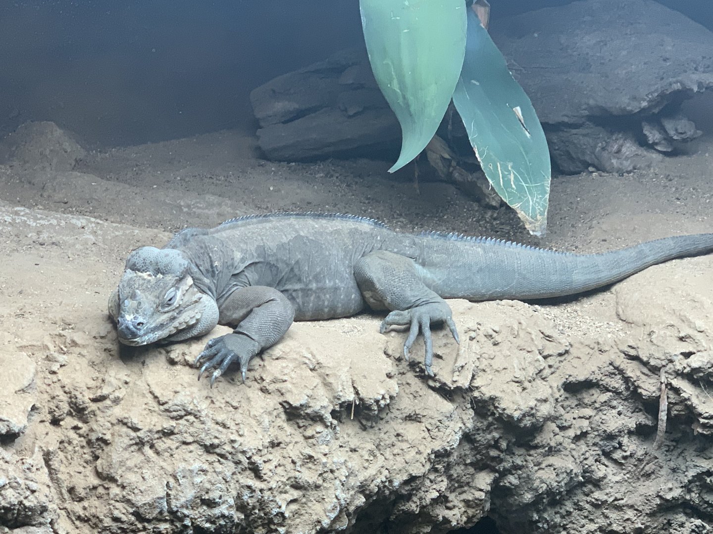 Rhinoceros Iguana in Reptile Complex