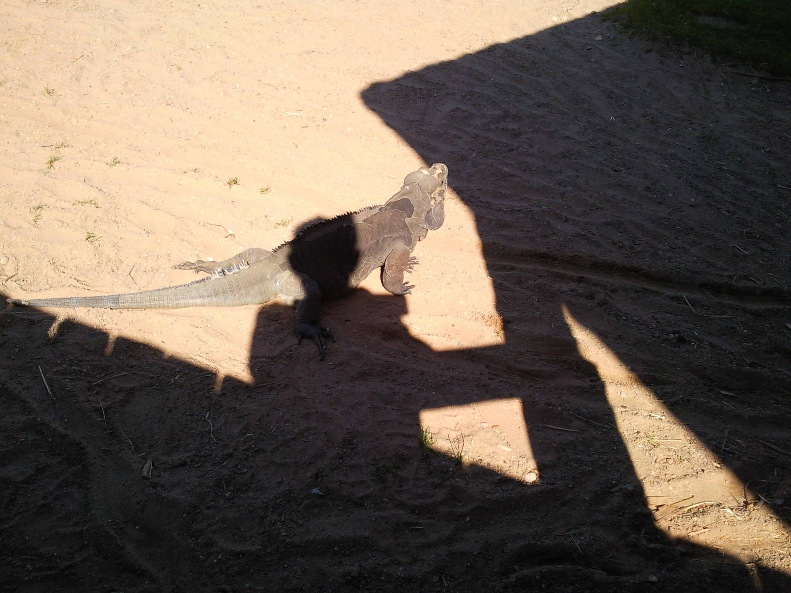 rhinoceros iguana in tops tuvy tortoise enclosure