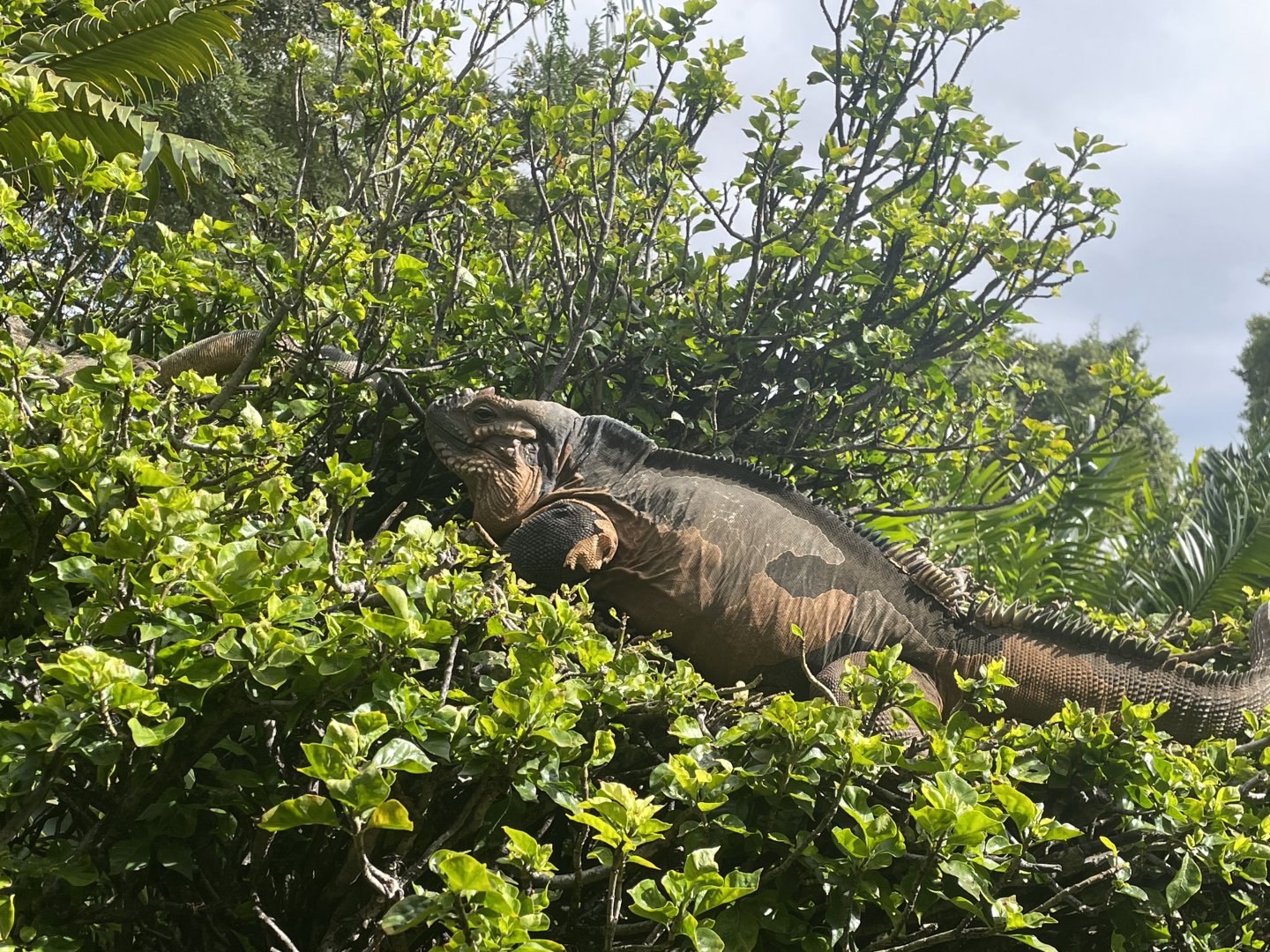 Rhinoceros Iguana in Tree (Cyclura cornuta)