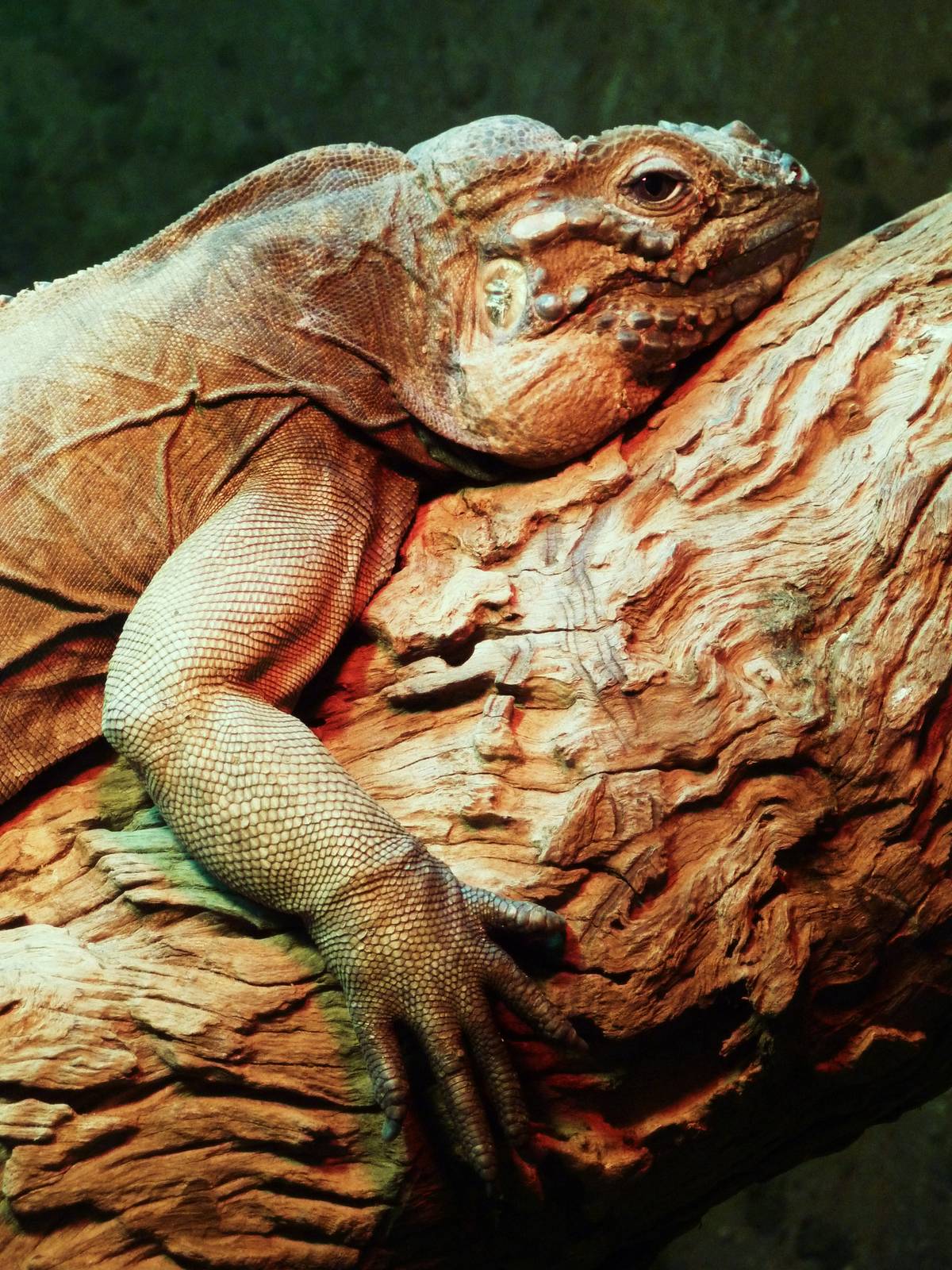 Rhinoceros Iguana - January 2011