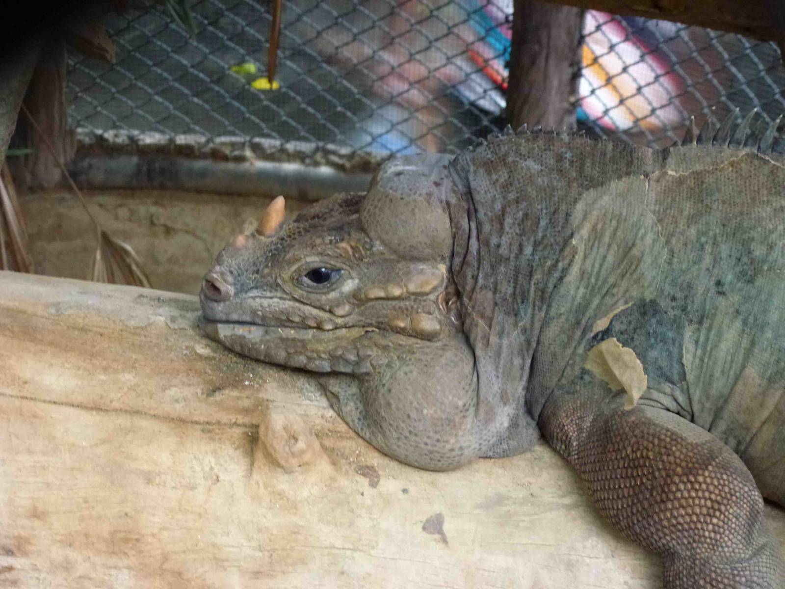 Rhinoceros iguana, July 2013.