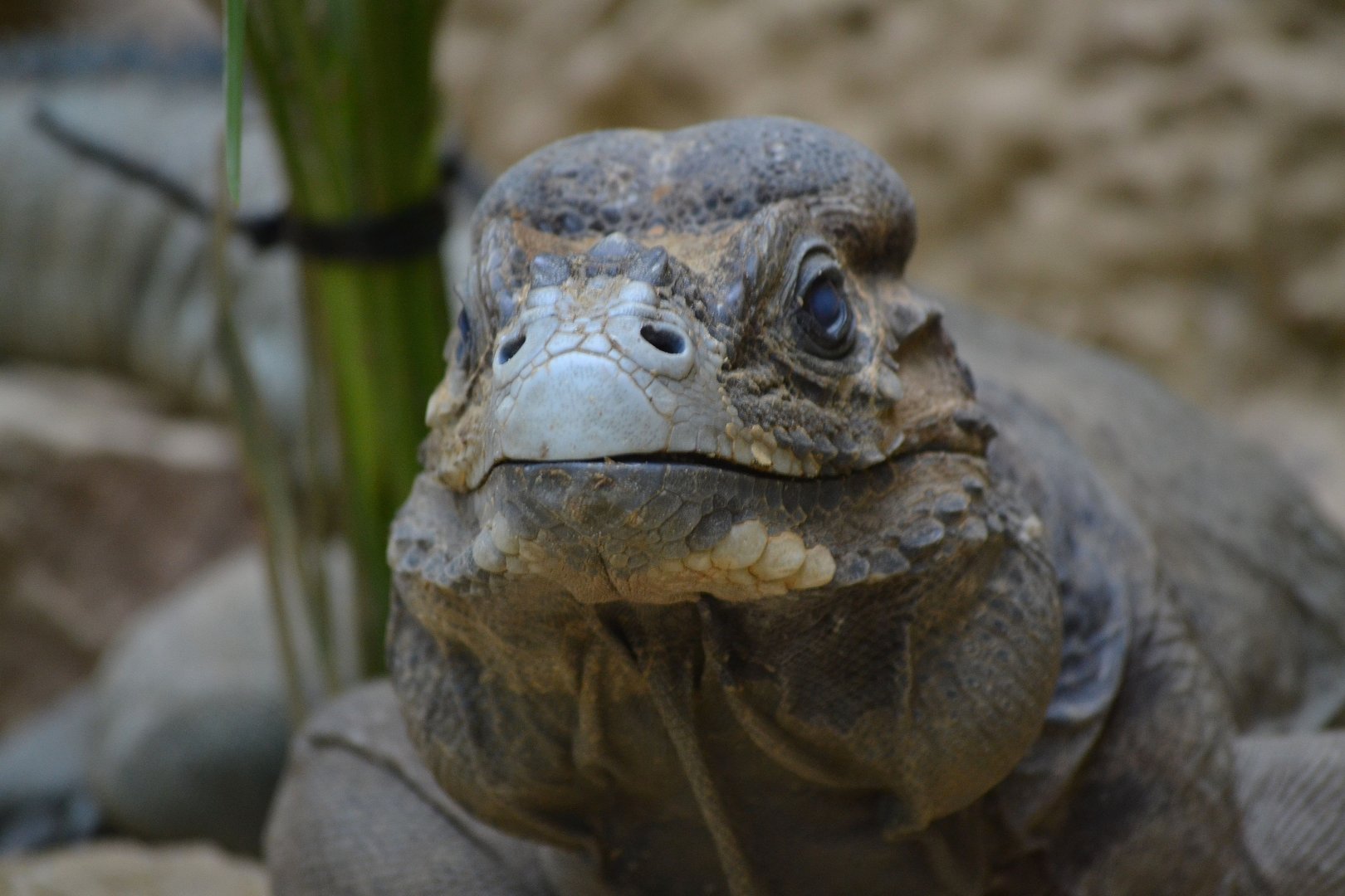 Rhinoceros Iguana - June 2016