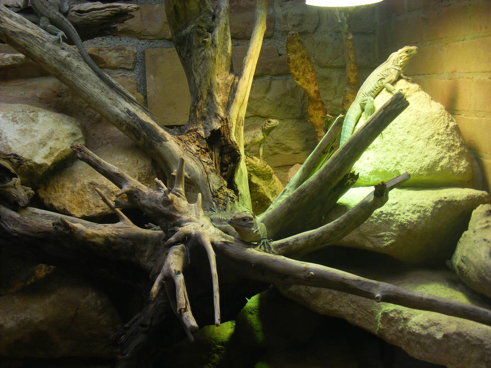 Rhinoceros iguana (juveniles) at Bristol Zoo, 1 August 2010