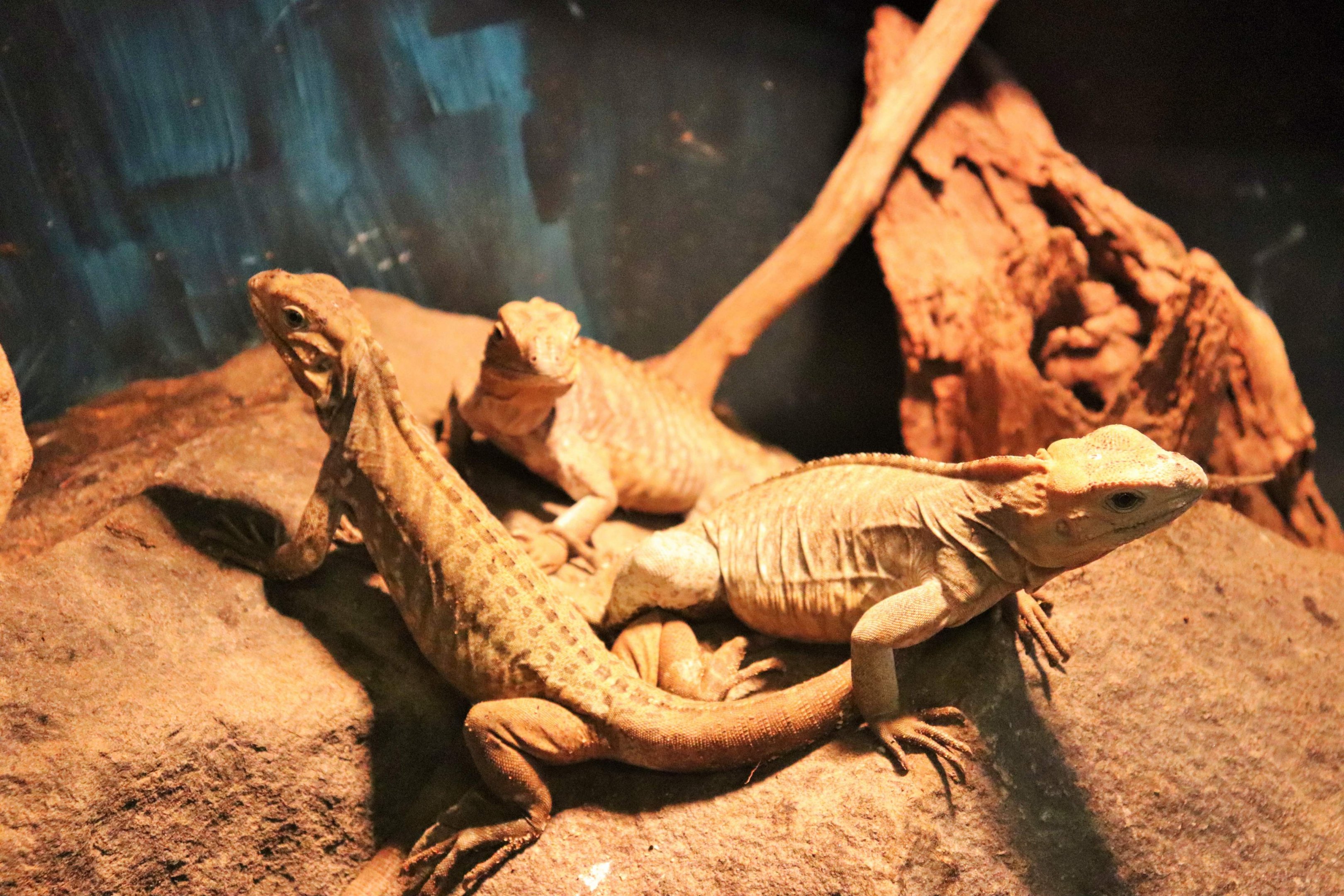 Rhinoceros Iguana Juveniles (Cyclura cornuta)