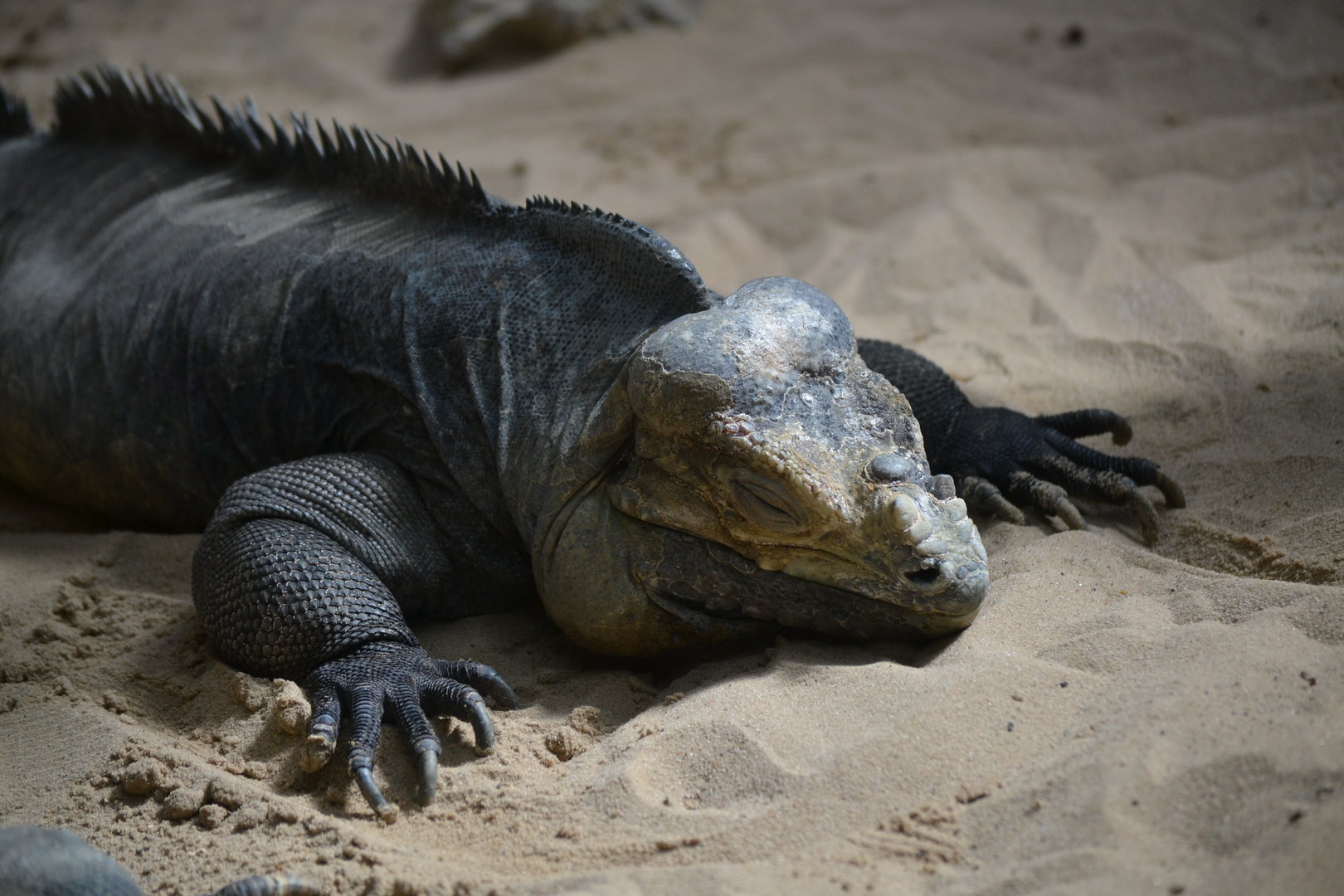 Rhinoceros Iguana - May 2023