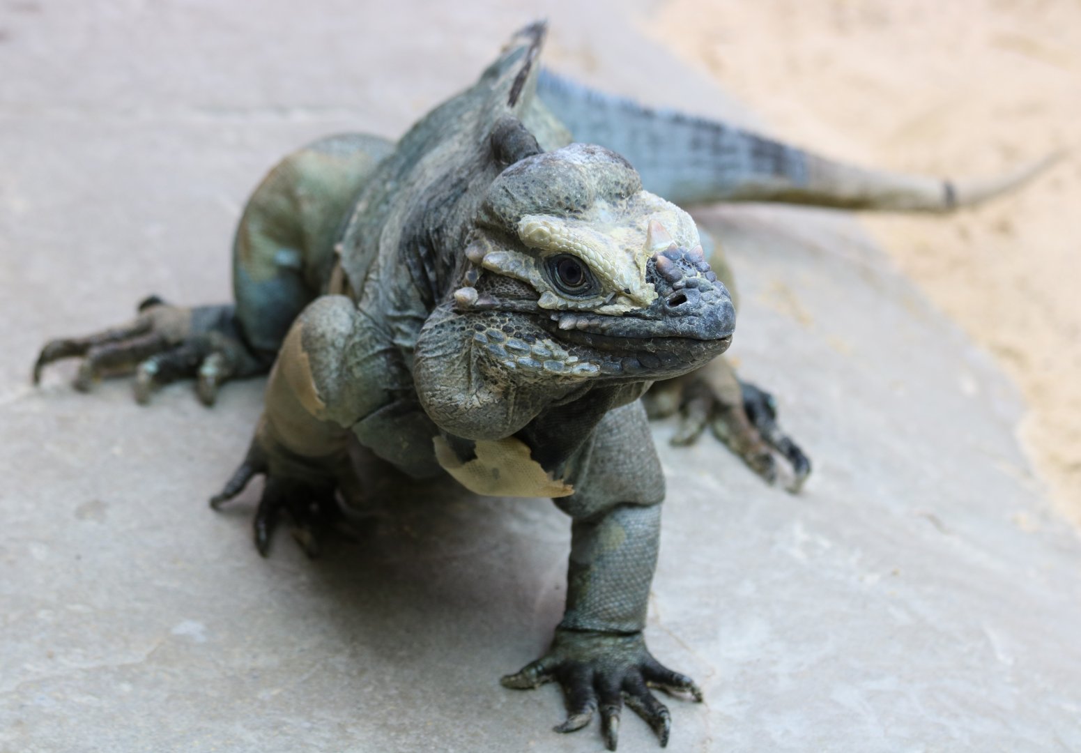 Rhinoceros Iguana Mid-Shed