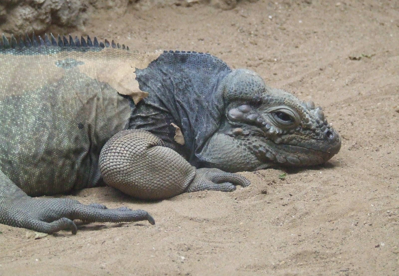 Rhinoceros Iguana, Oceanium