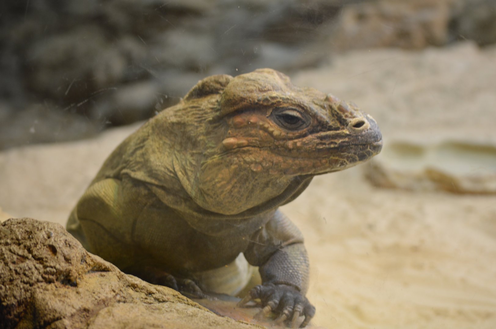 Rhinoceros Iguana, October 2024