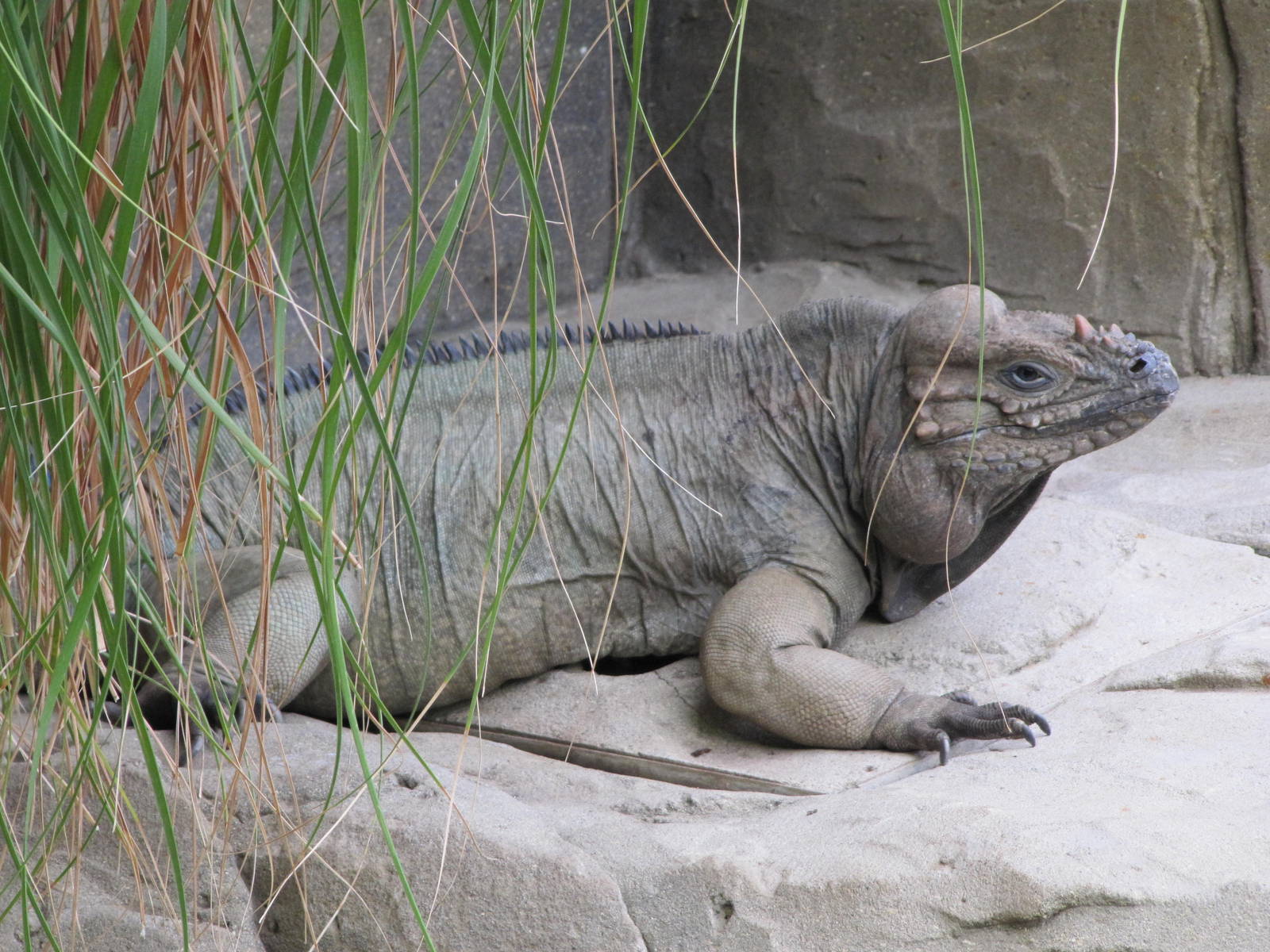 Rhinoceros iguana on 06/08/2016