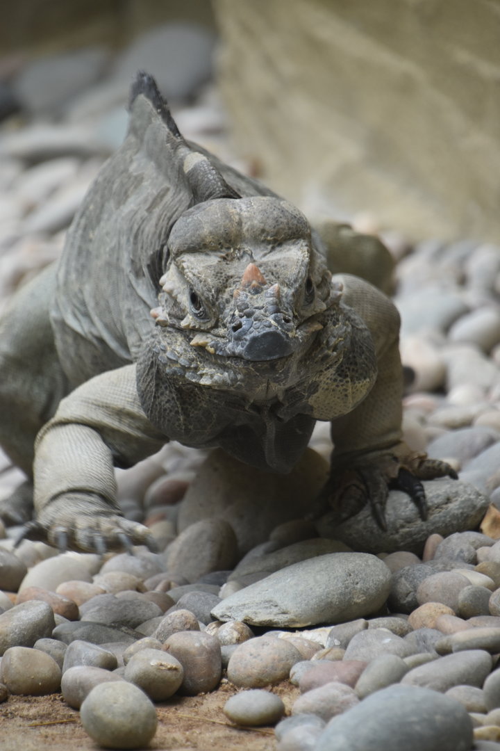 Rhinoceros iguana on the prowl