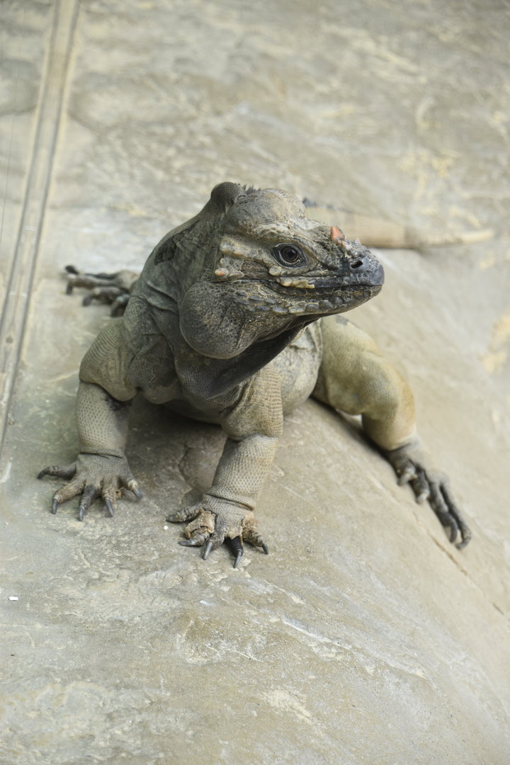 Rhinoceros iguana portrait