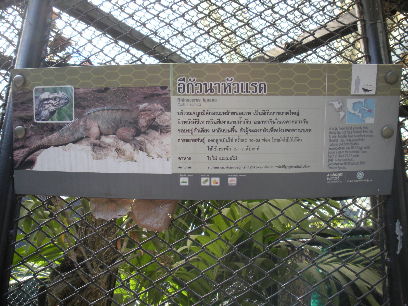 Rhinoceros Iguana signage