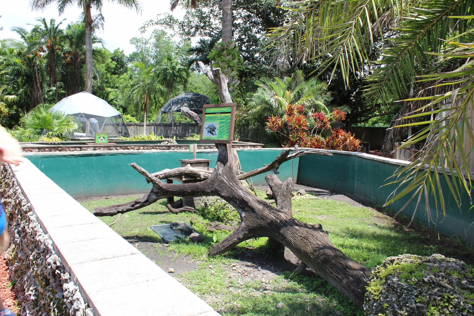 Rhinocéros Iguana & Sulcata Tortoise Exhibit
