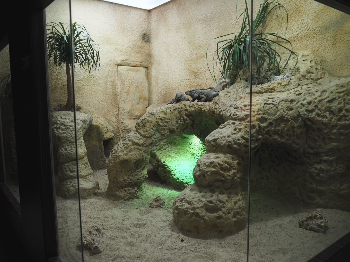 Rhinoceros iguana terrarium, 2020-09-20