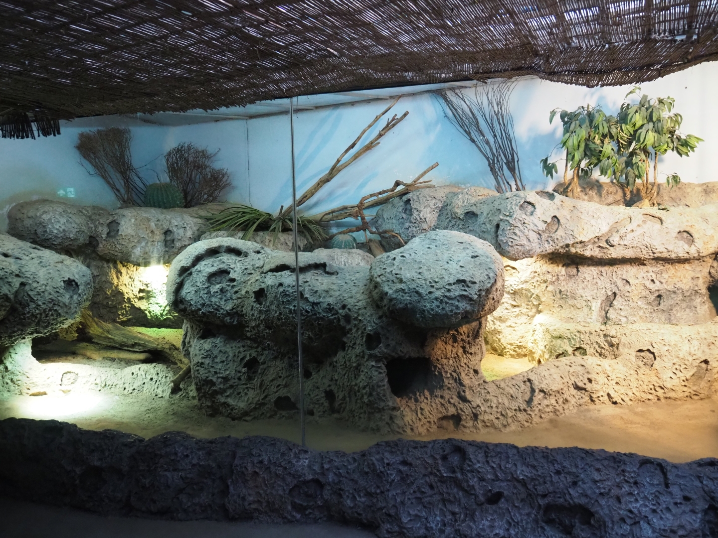 Rhinoceros iguana terrarium (Nov 10th, 2018)