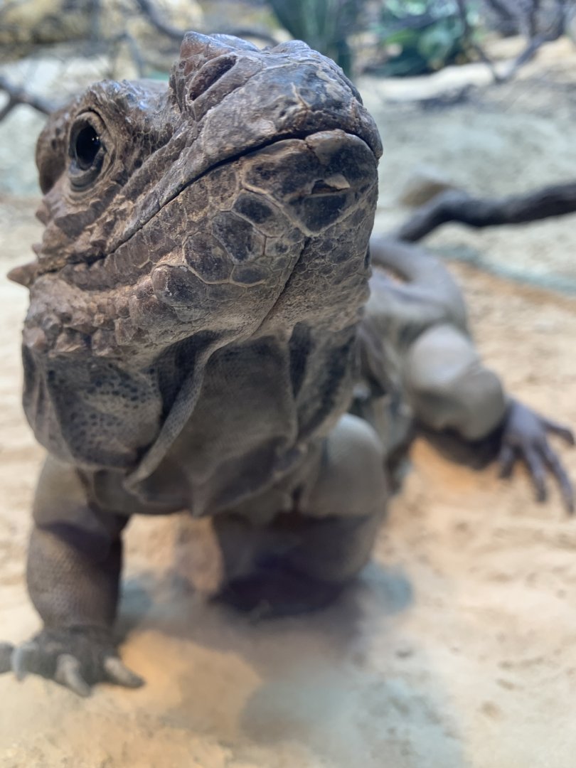 Rhinoceros Iguana (Tobasco)  in new arc building