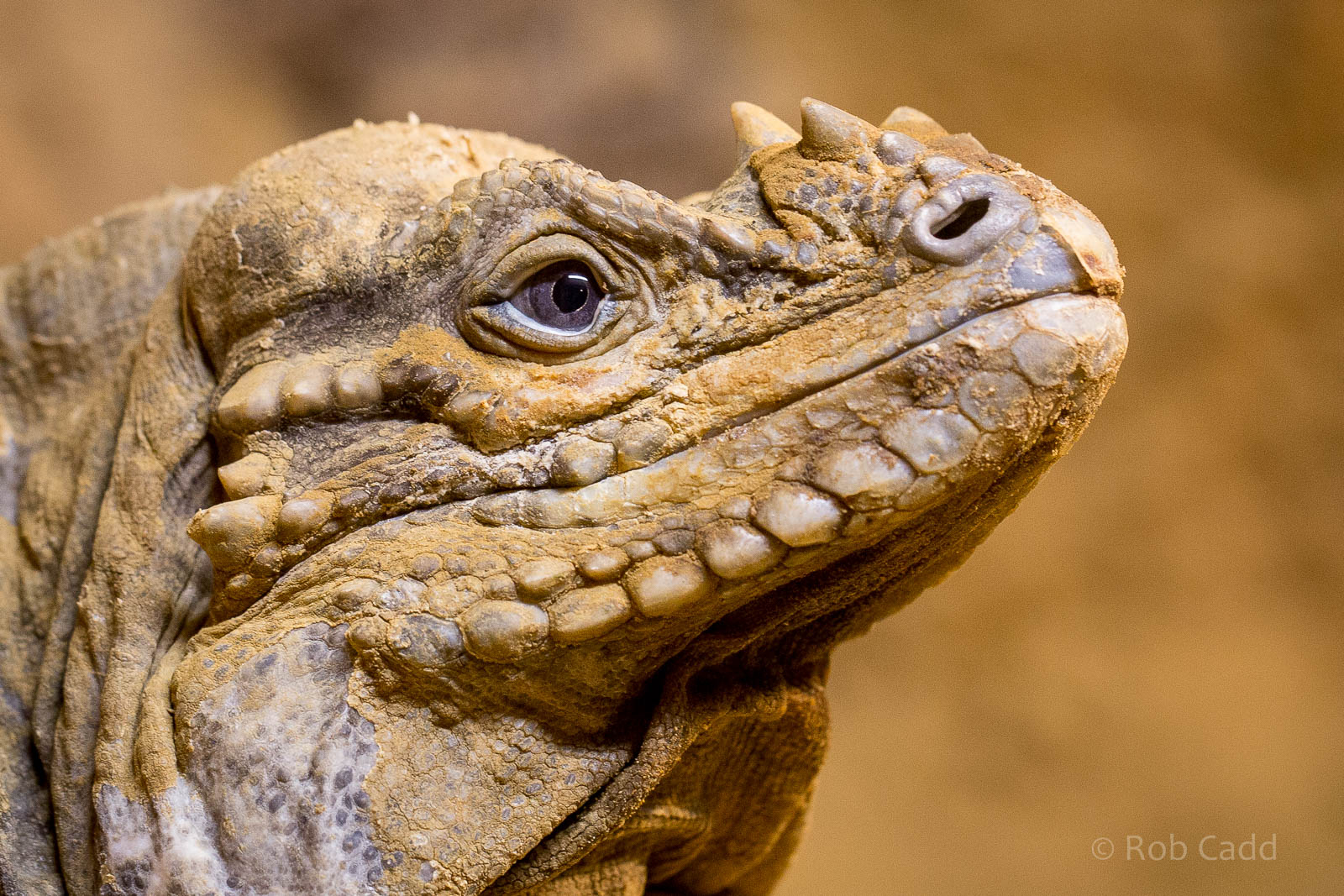 Rhinoceros iguana : Wingham : 13 Oct 2014