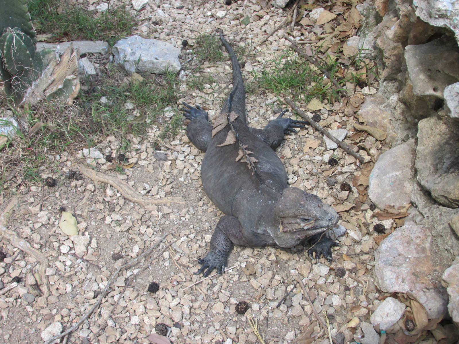 rhinoceros iguana zoologico nacional