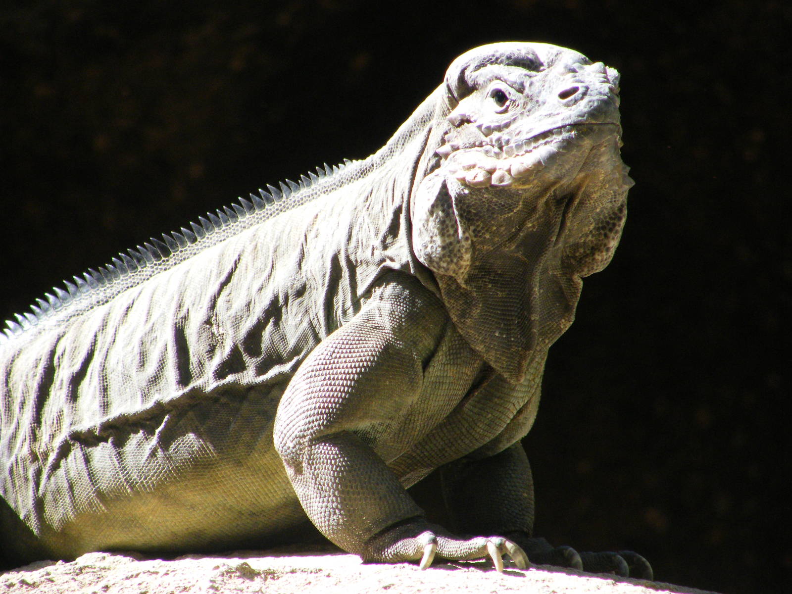 Rhinoceros Iguana