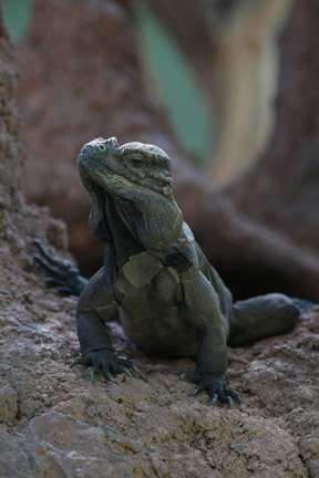 rhinoceros iguana