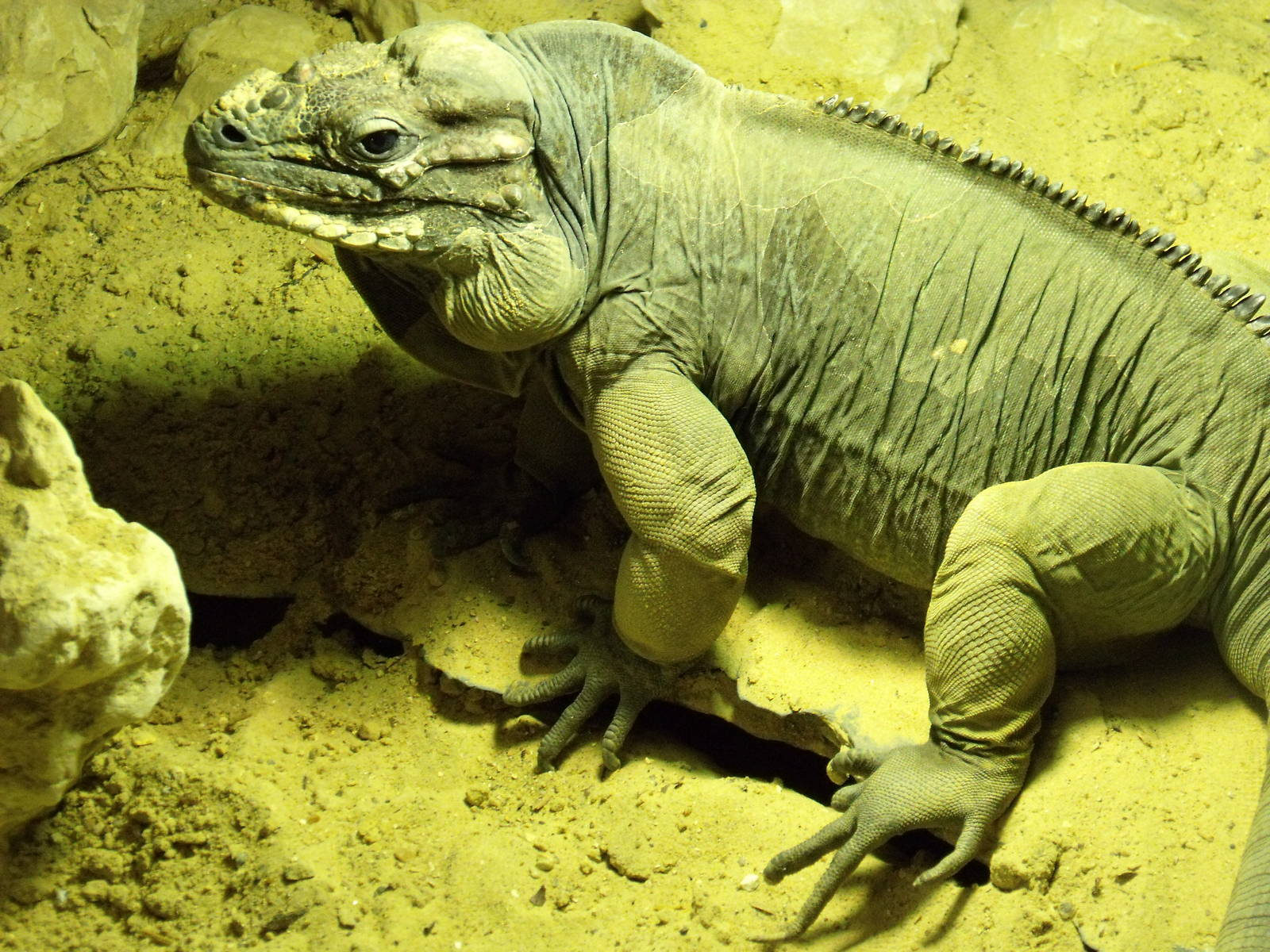 Rhinoceros Iguana