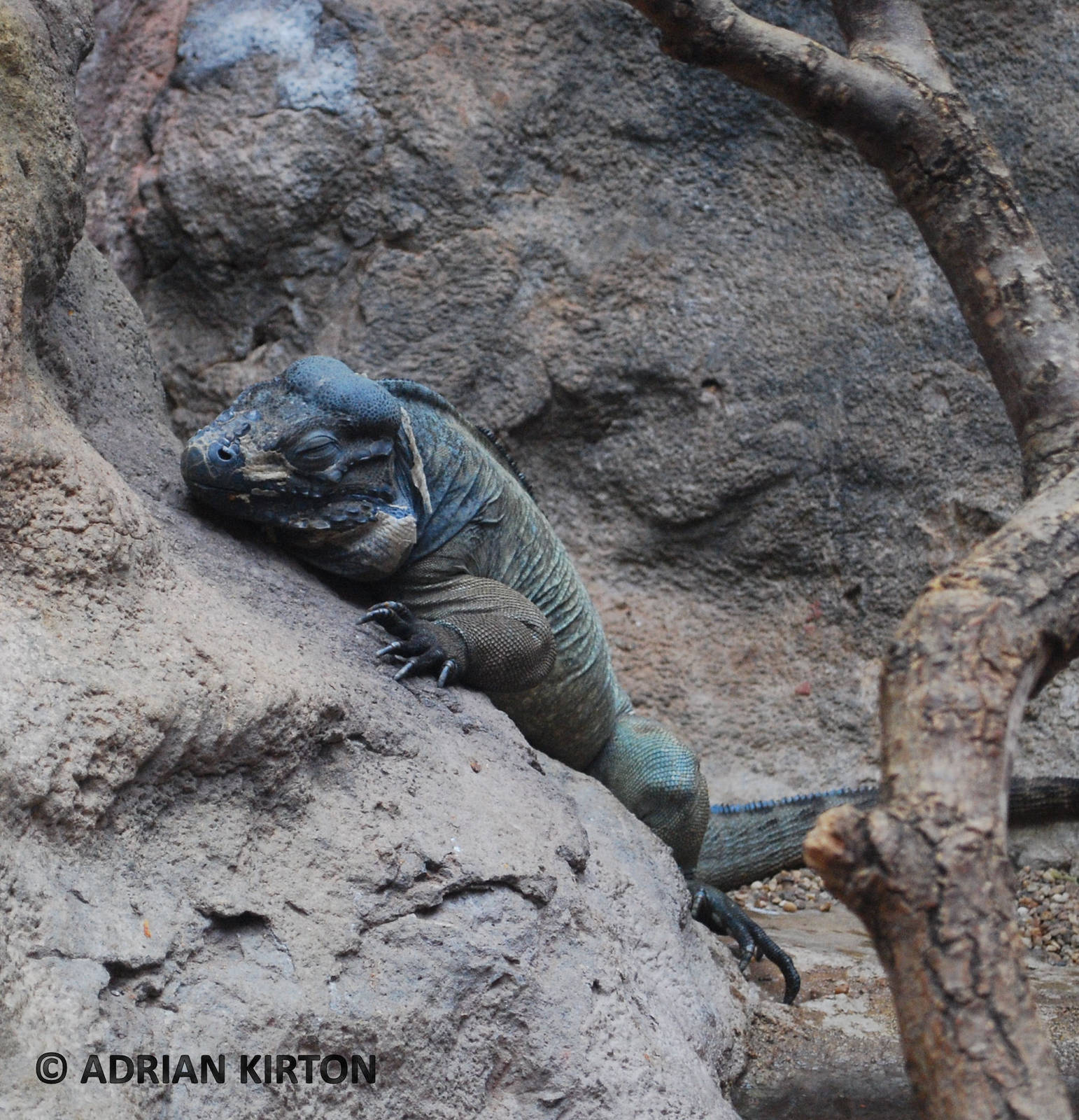 RHINOCEROS IGUANA