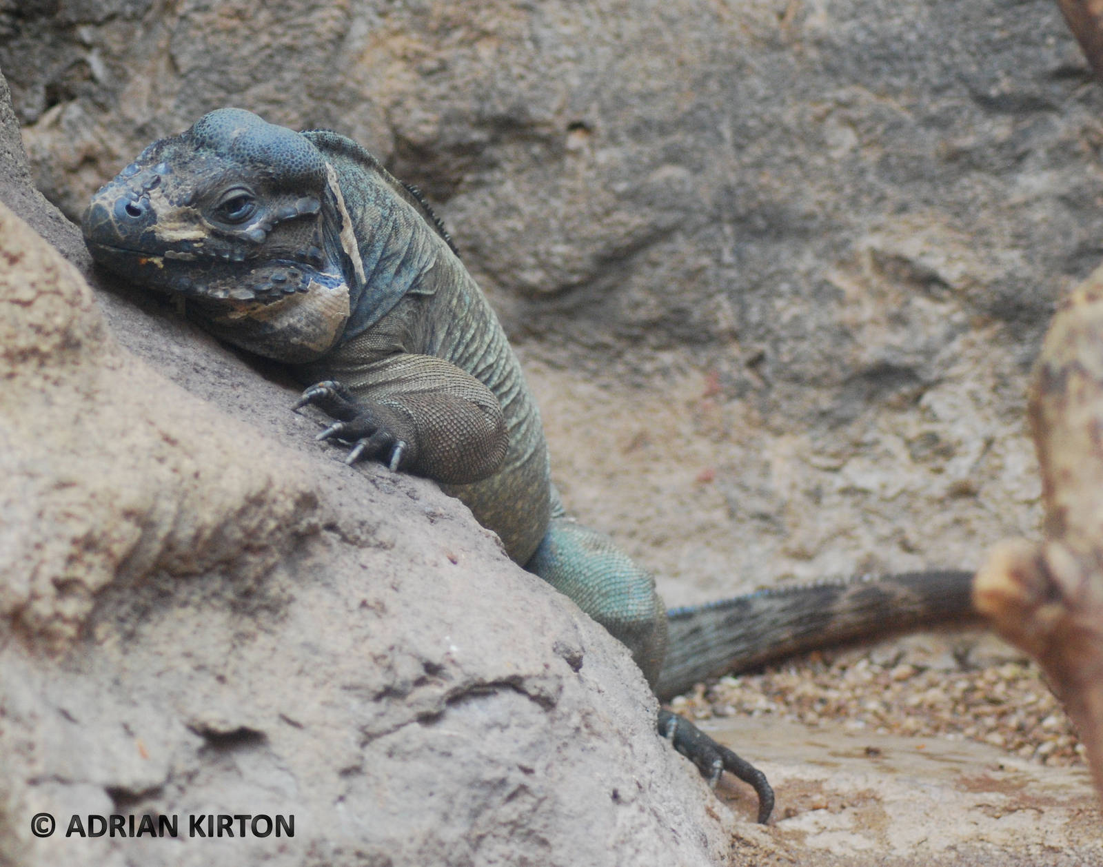 RHINOCEROS IGUANA