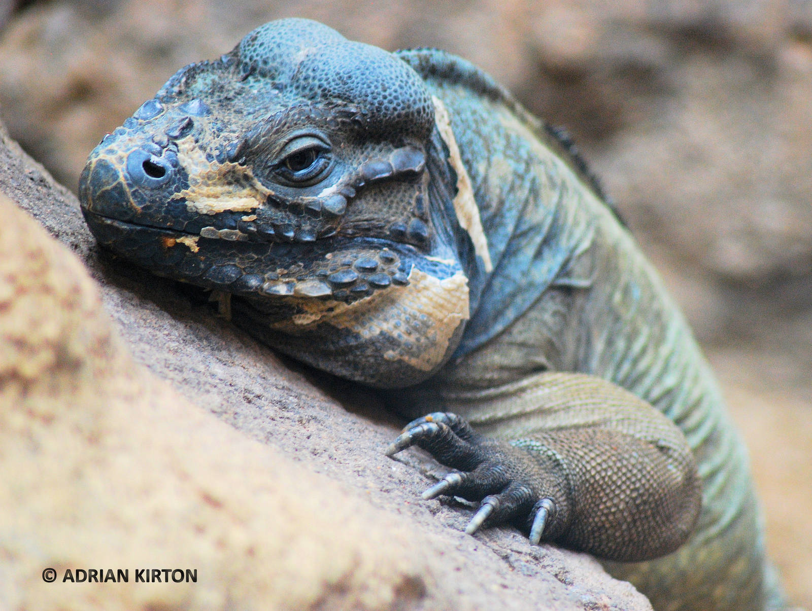 RHINOCEROS IGUANA