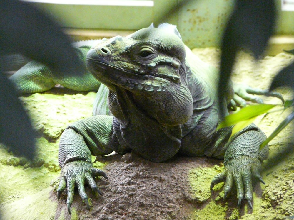 Rhinoceros iguana