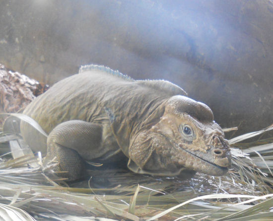 Rhinoceros Iguana