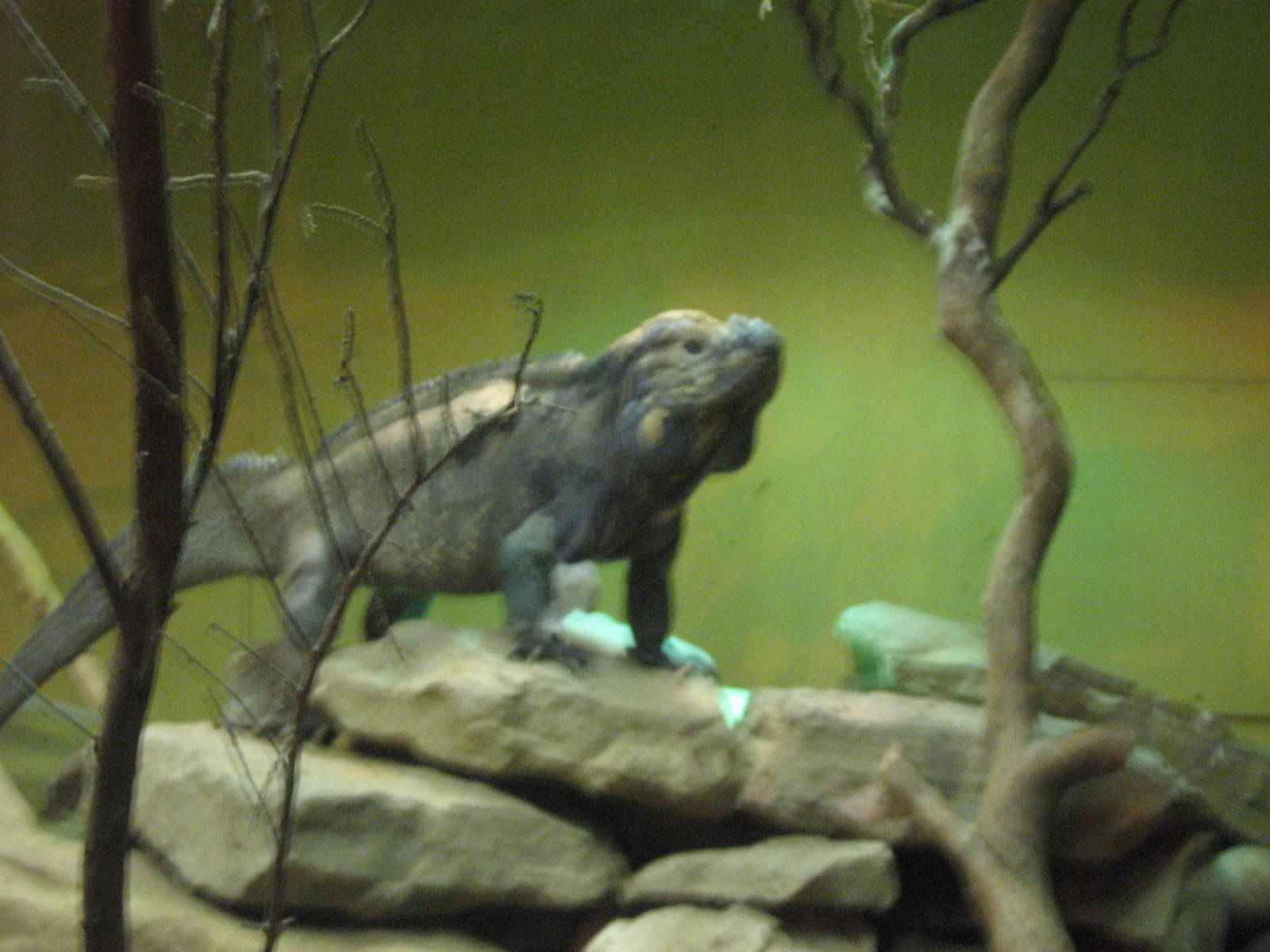 Rhinoceros Iguana.