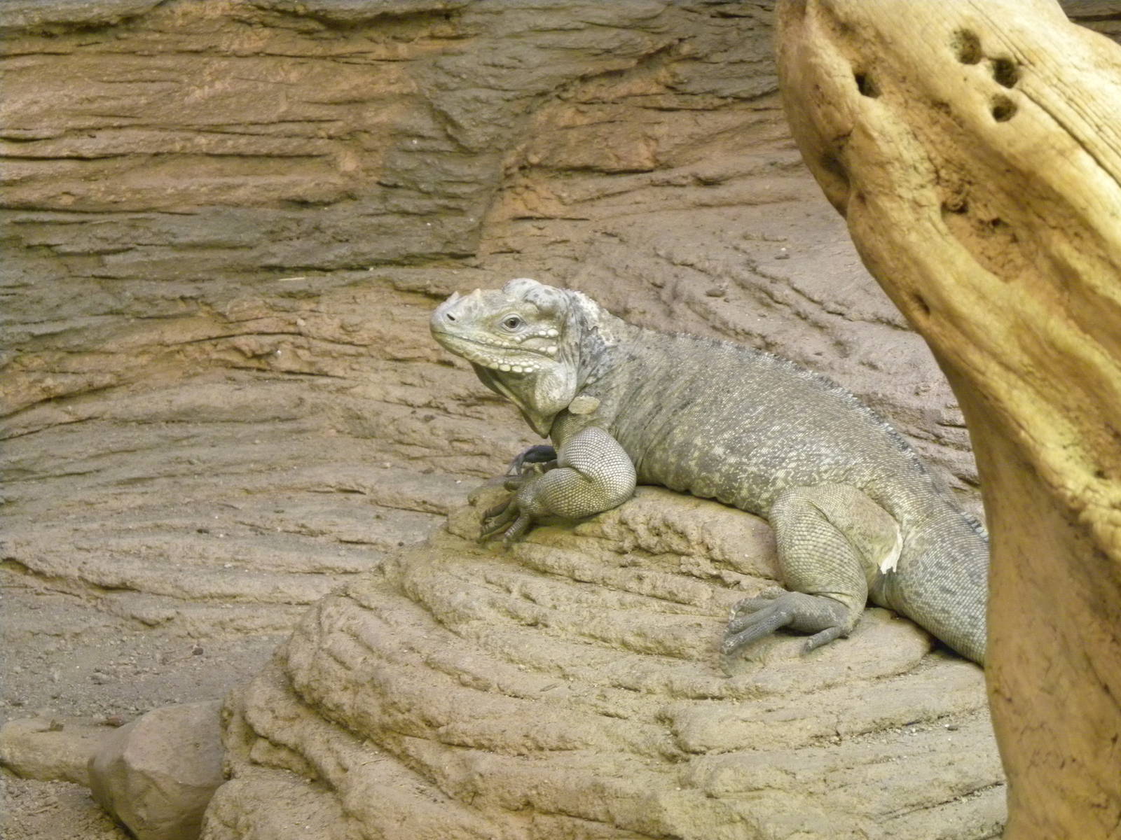 Rhinoceros iguana