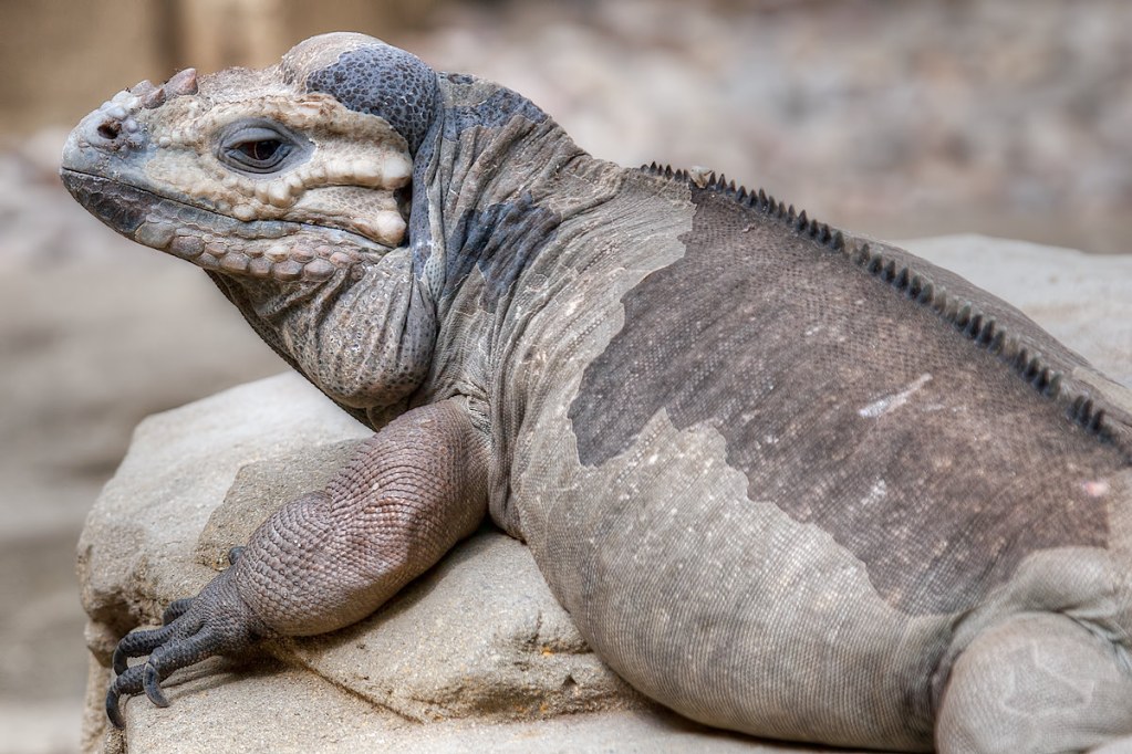 Rhinoceros Iguana