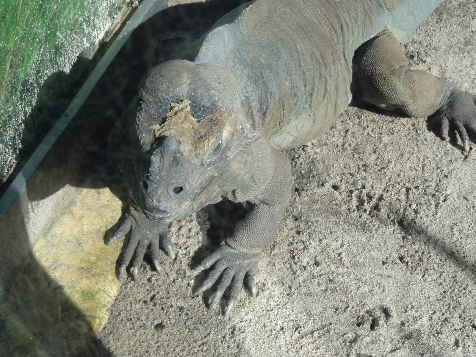 Rhinoceros Iguana