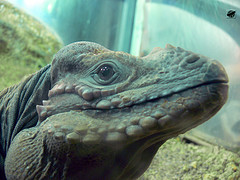 Rhinoceros iguana