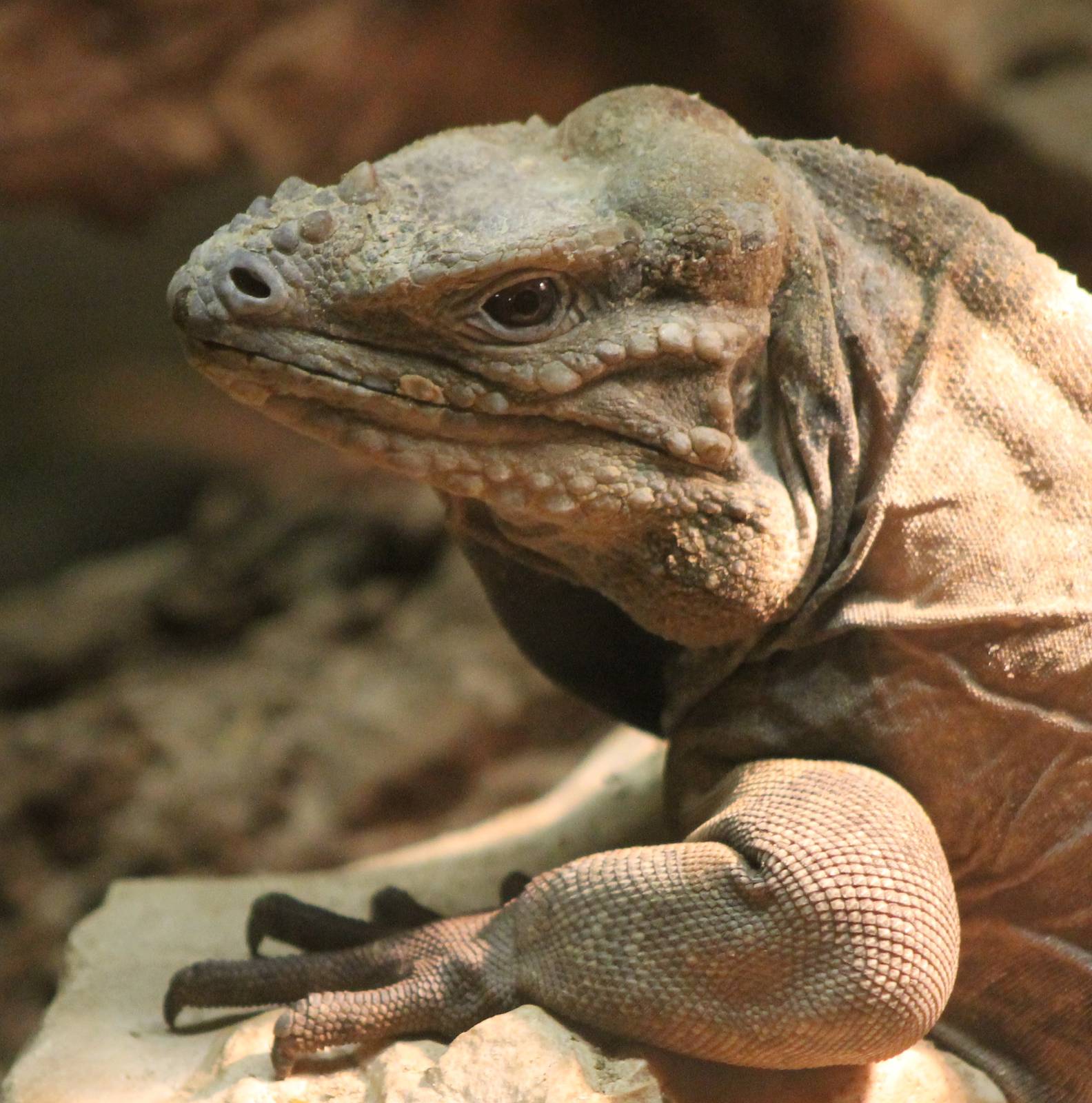 Rhinoceros iguana