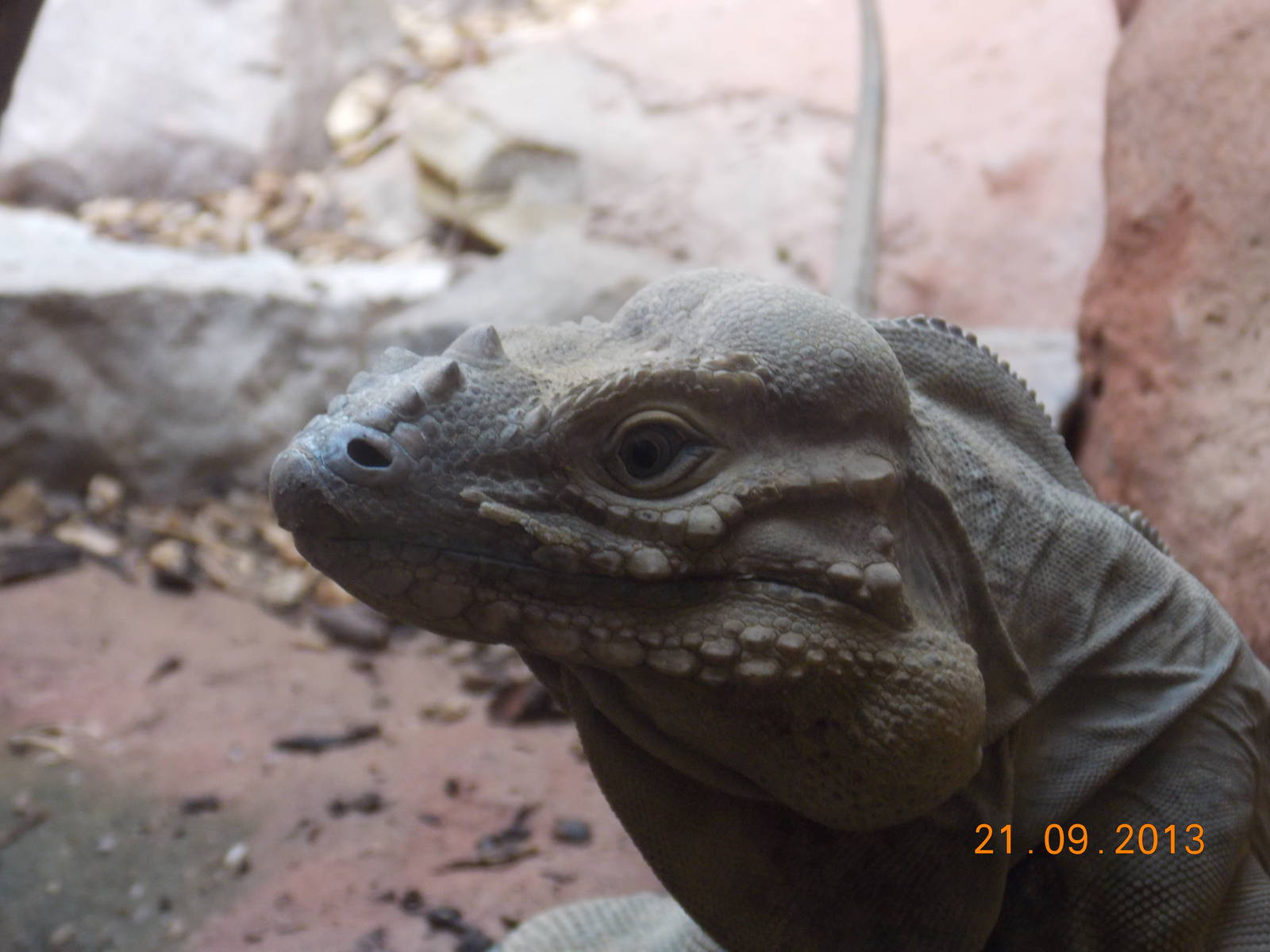 Rhinoceros Iguana