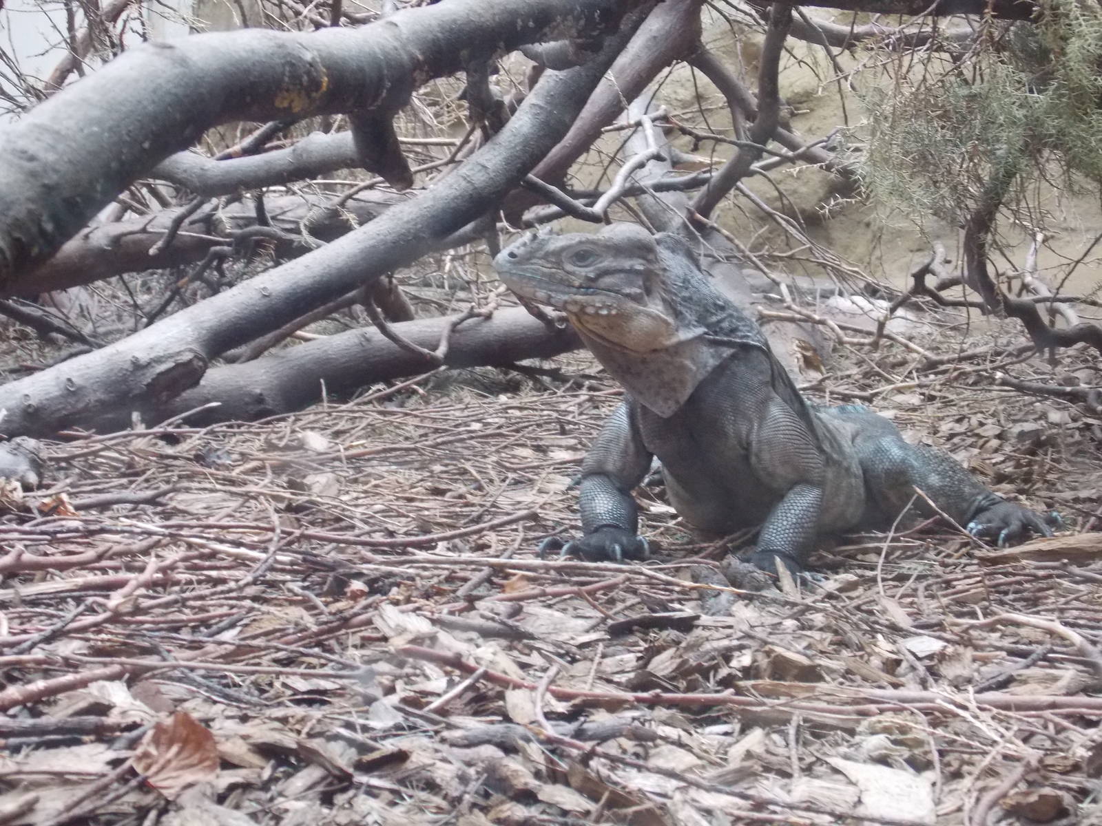 Rhinoceros Iguana
