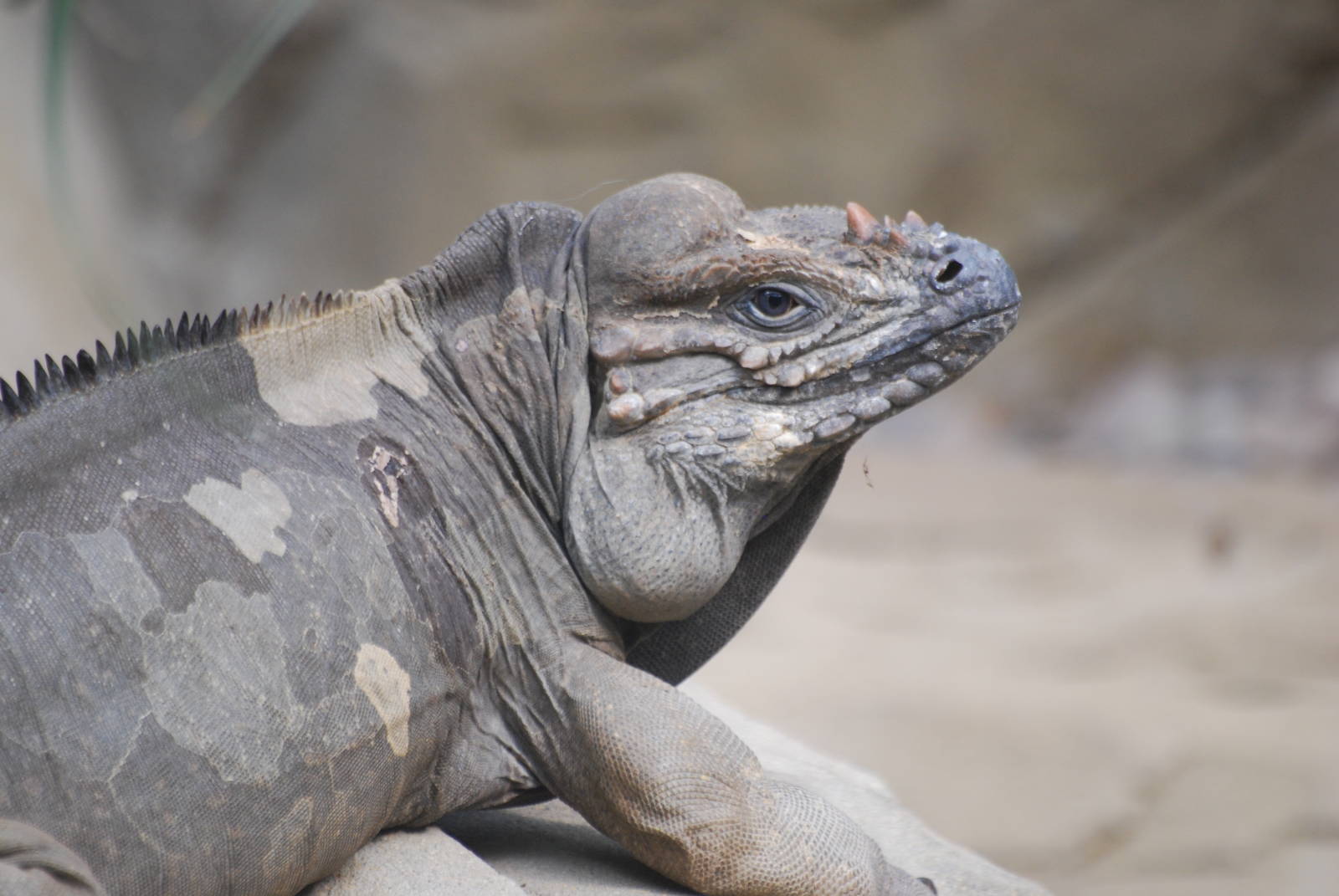 Rhinoceros iguana