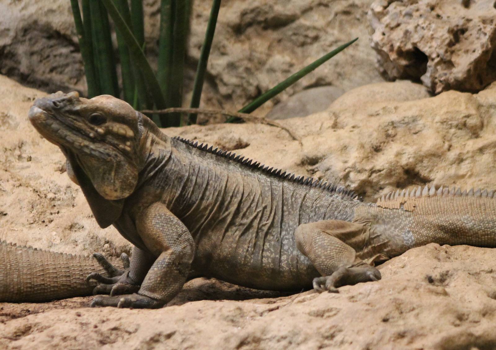 Rhinoceros iguana