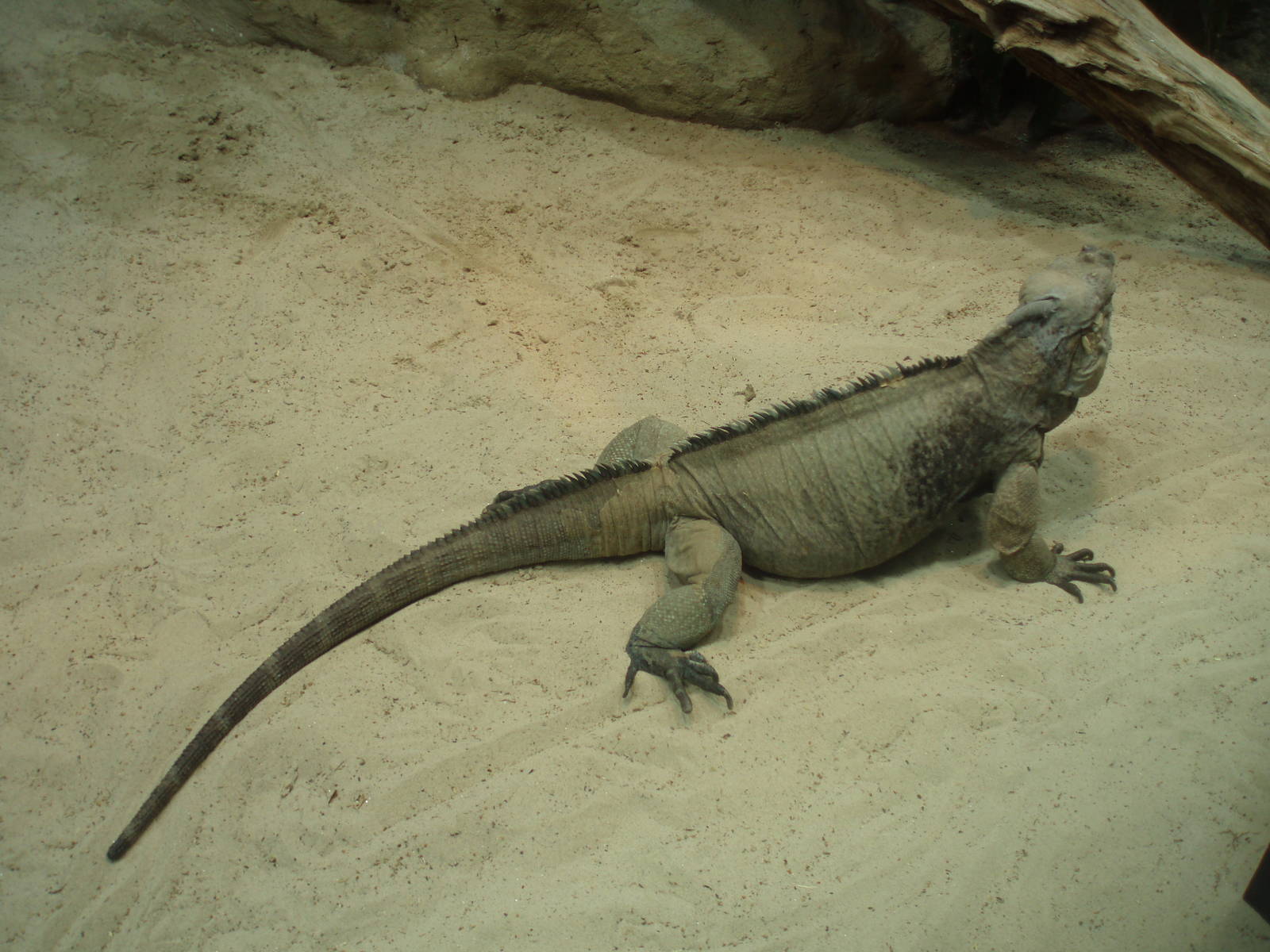 Rhinoceros iguana