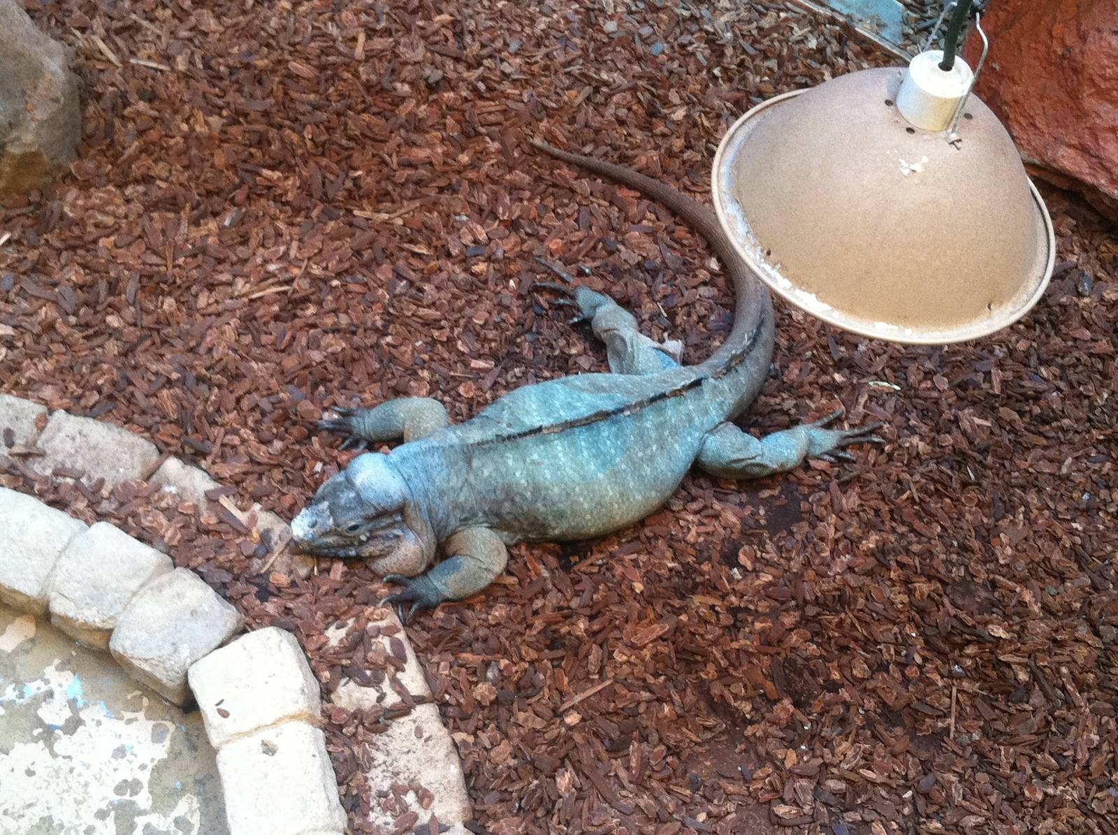 Rhinoceros Iguana