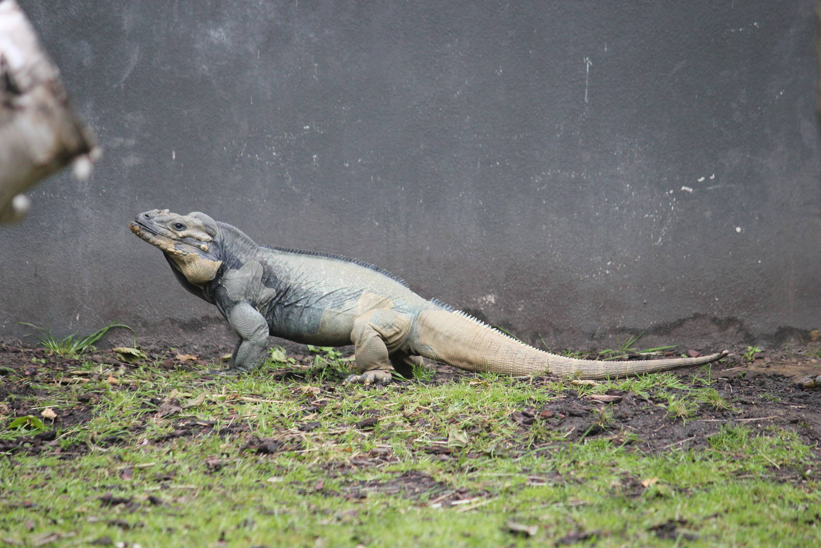 Rhinoceros iguana