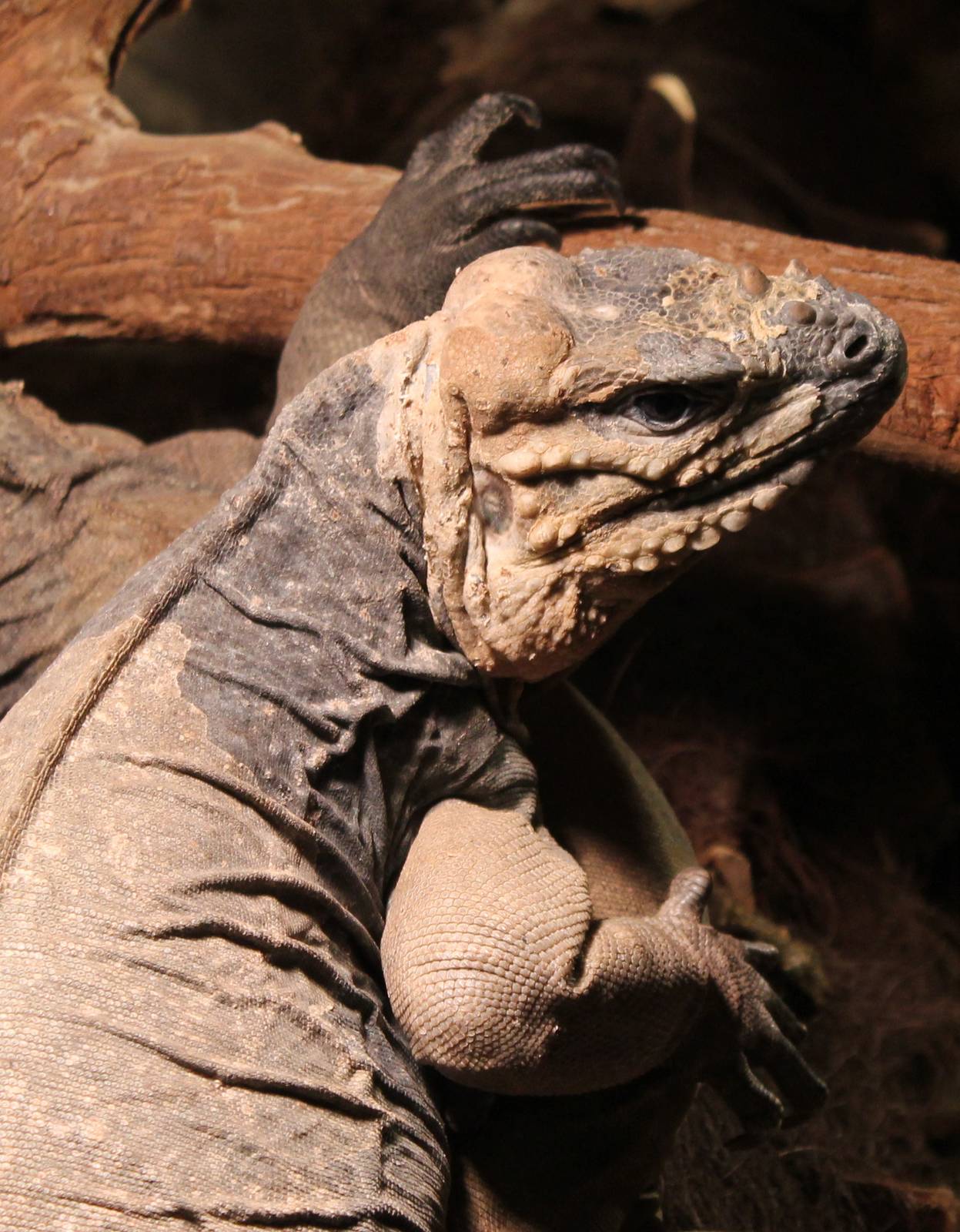 Rhinoceros iguana