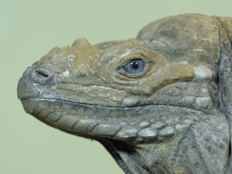 Rhinoceros iguana
