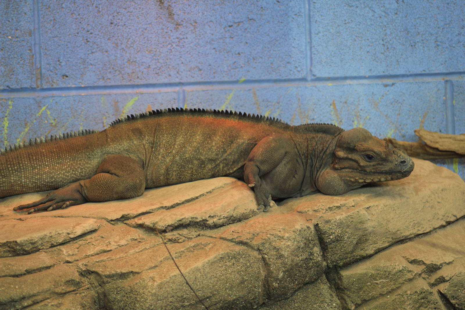 Rhinoceros Iguana