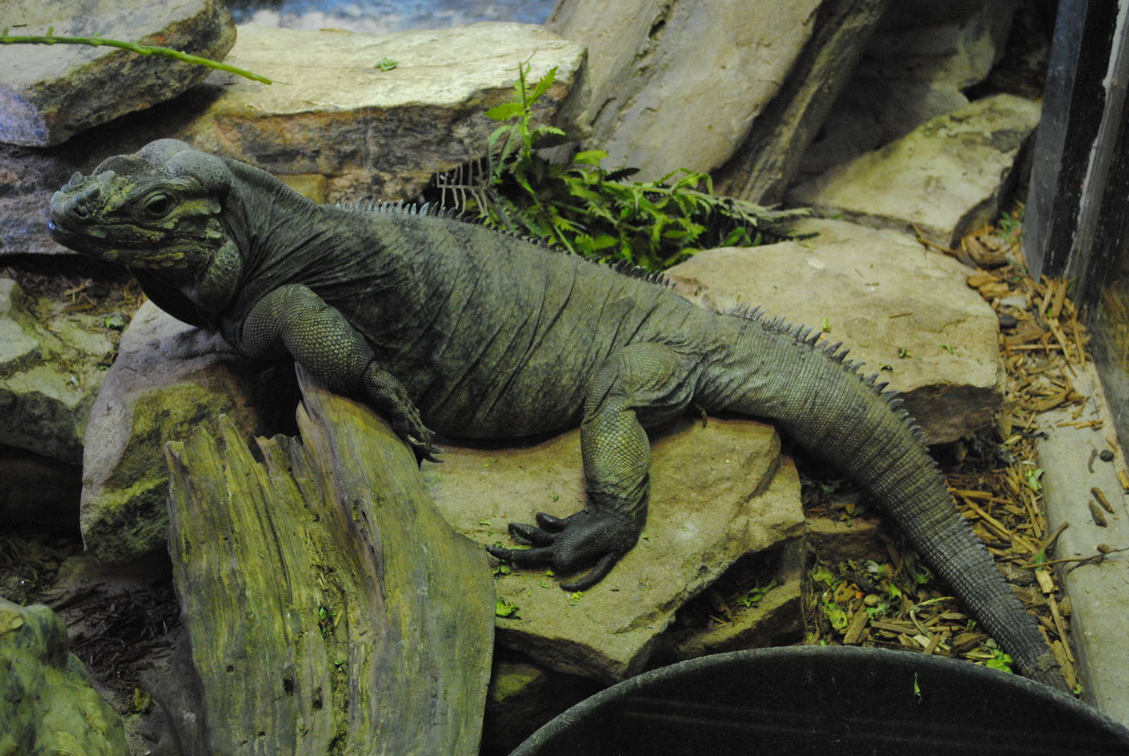 Rhinoceros Iguana